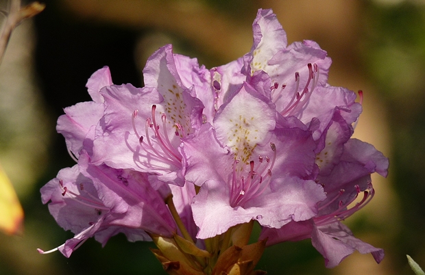 {Rhododendron catawbiense}